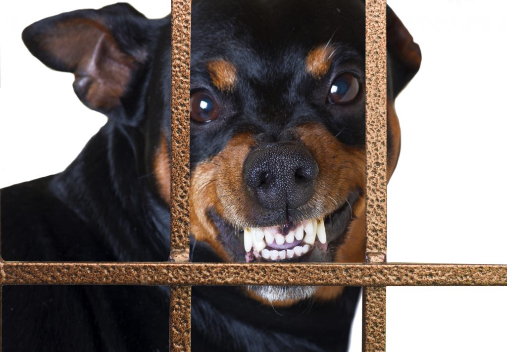 aggressive dog