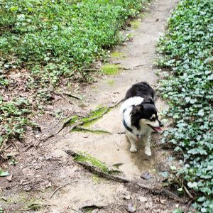 Stella dog on walk