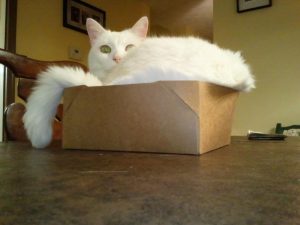 Mac the cat in a Box