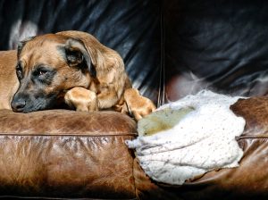 dog on a chewed up couch