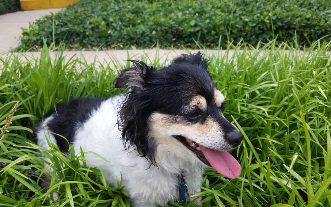 Stella in the grass