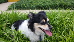 Stella in the grass