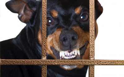 How do you get through to an aggressive dog?