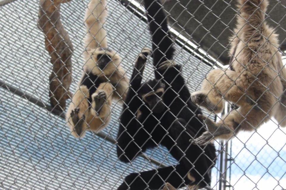 Gibbons Family have parenting issues, too! 2