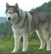 Siberian husky in mountains