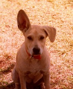 Dog Timmie with one ear up and one ear down