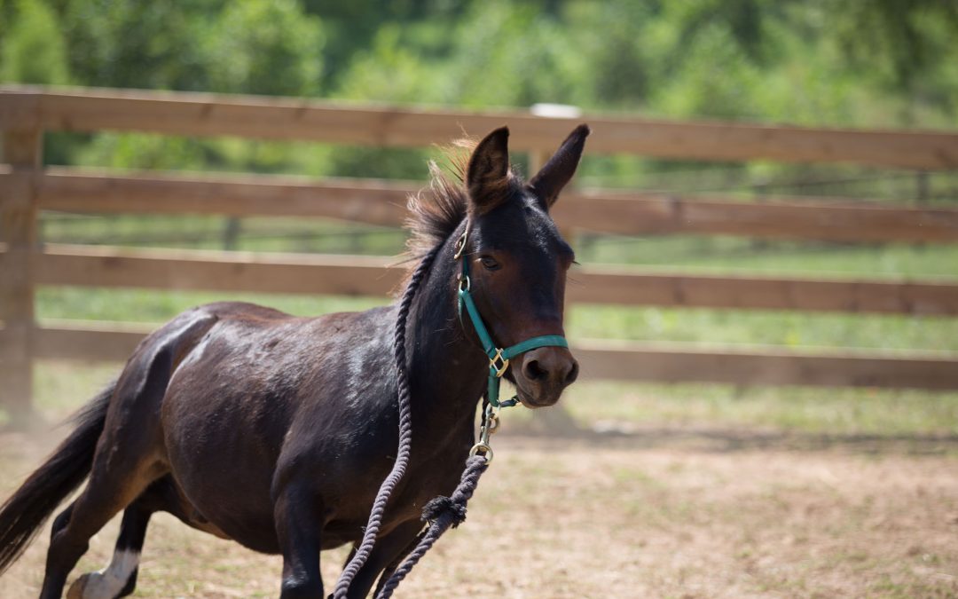 Can a feral miniature mule learn trust? - Sacred Grove: Intuitive animal  communication & energy healing; Alexandria, VA.