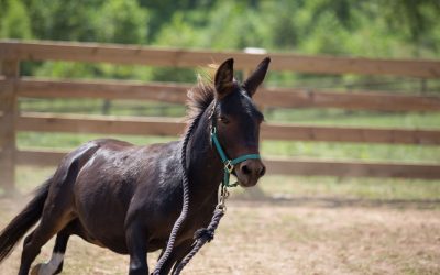 Can a feral miniature mule learn trust?