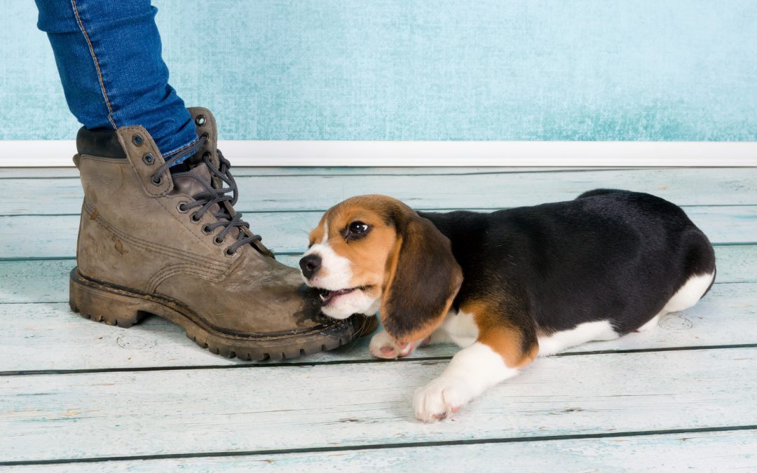 Boot Chewing Puppy 2