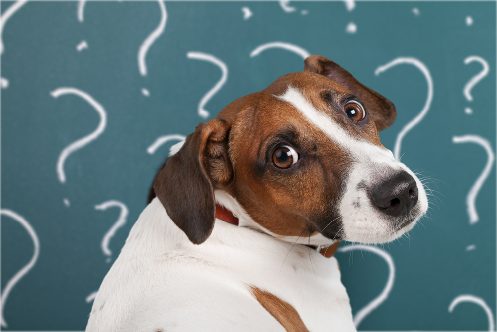 animal communicators
