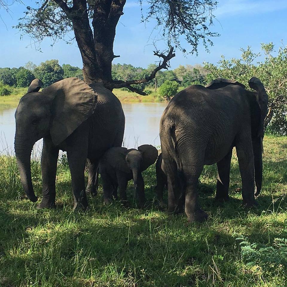 Elephant family in Zambia, Africa
