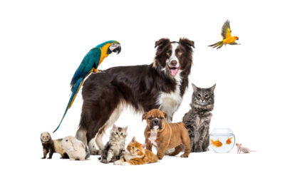 Discover One Thing Your Pets Want You to Know