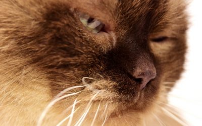 Do we have the right to end our animals’ lives?
