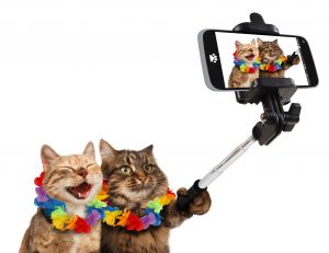 Cats taking selfie picture with Smartphone