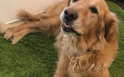 EFT (Tapping) for Animals