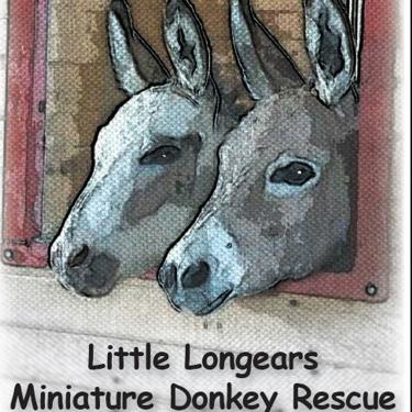 Little-Longears-Miniature-Donkey-Rescue
