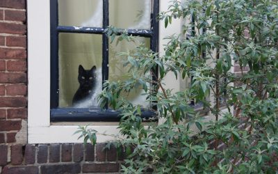 5 Steps to Prepare Pets for Your Vacation