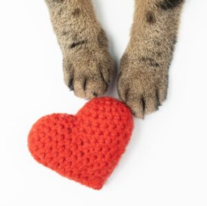 married cat