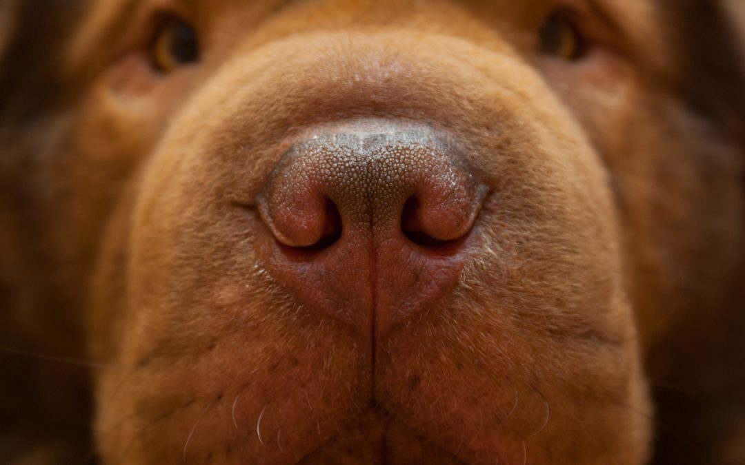 Red dog with huge nose