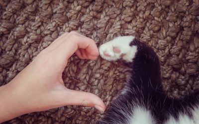 How do I know if my animal has returned?