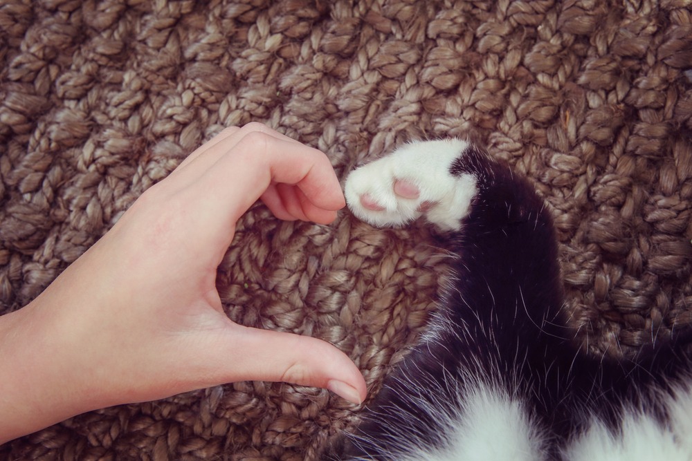 Person hand and cat paw making a heart together