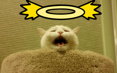 Musings of the Cat Formerly Known as Brick