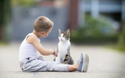 What’s the evidence for animal intuition?