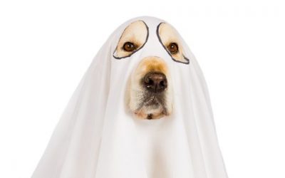 The Difference between Ghosts and Spirits – Rob Gutro