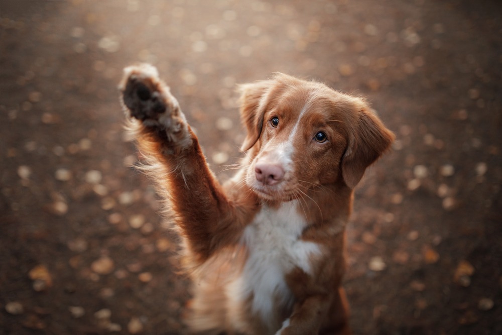 dog waving goodbye