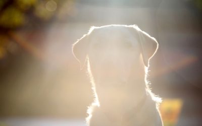 Grieving for an animal who passed?