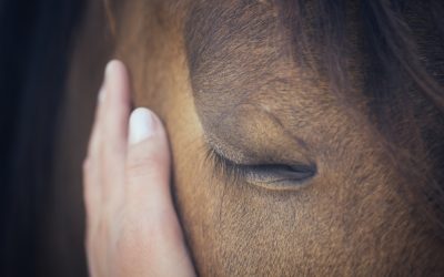 Asking forgiveness from our animals
