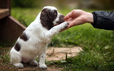 Dog friendly dog training