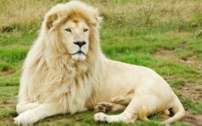 Saving the White Lion