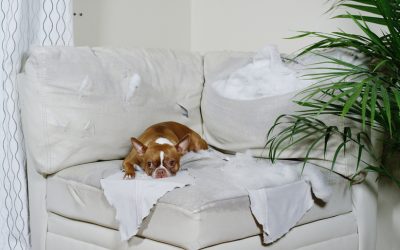 Animal Communication Eases Separation Anxiety