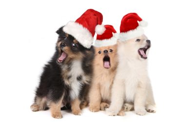 The 12 Days of Christmas