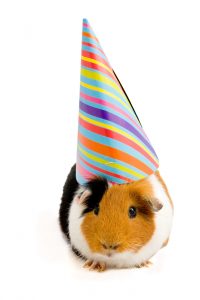 guinea pig with birthday hat