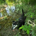 Dog Tibor in the woods