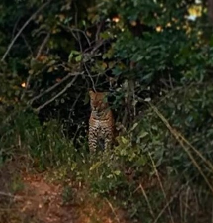 leopard South Luanga Zambia