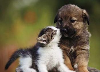 Quantum-Touch® Energy Healing for Animals