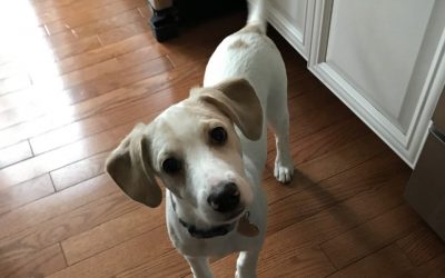 3 Things My Dog Taught Me