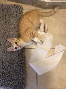 cat with toilet paper