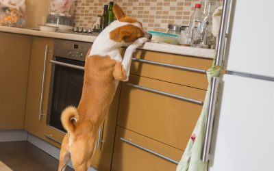 Stop expecting a perfect dog – or cat – rabbit – horse