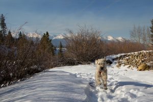 dog running in snowy mountain trail