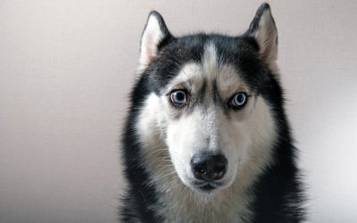 Feared she’d be evicted: How we helped a dog with separation anxiety