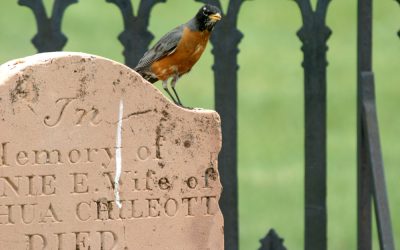 Animals as Messengers from Spirit