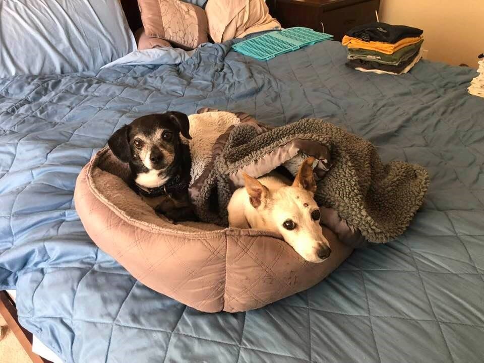 2 dogs peacefully sharing a bed
