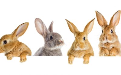 5 Ways You Can Help End Animal Cruelty