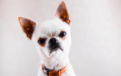 Dogs Fighting in Families