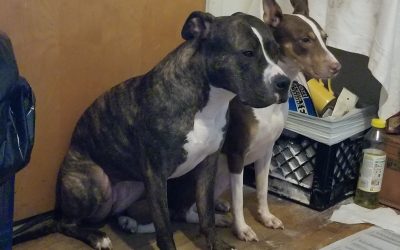 She didn’t have to take her dogs to the shelter