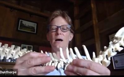 Animal Chiropractic Care for Horses, Dogs & Cats